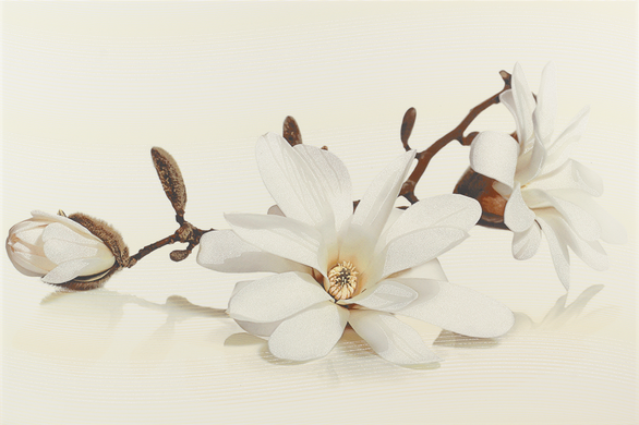 Плитка Opoczno | Flora Magnolia Декор 30X45